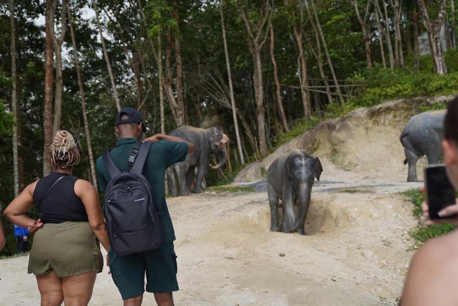 Patong Highlights: Elephant Sanctuary Tour with Transfer - Ethical care you can actually see: no fences, no performance-style handling