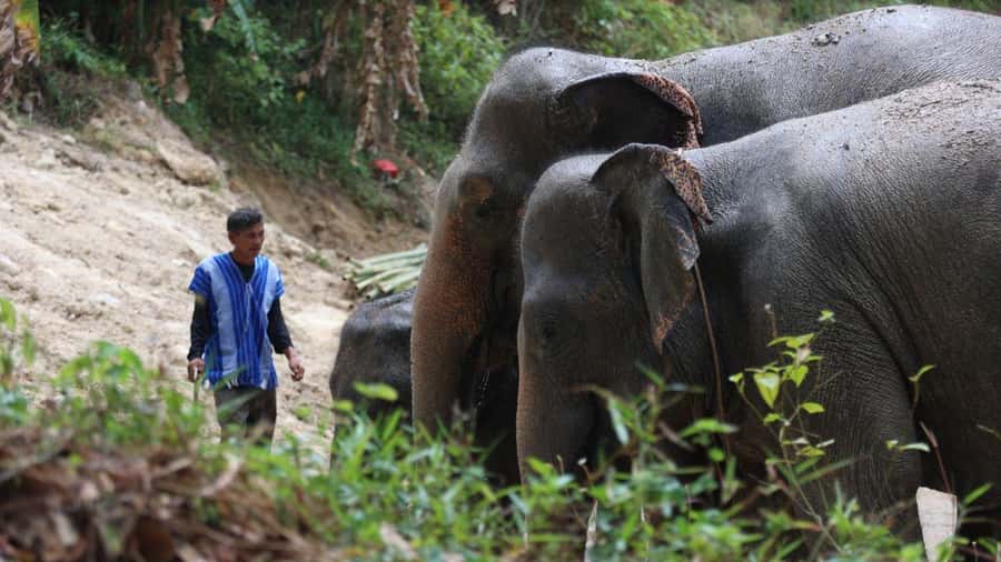 Patong Highlights: Elephant Sanctuary Tour with Transfer - Price and value: what $68 includes (and what it doesn’t try to sell)
