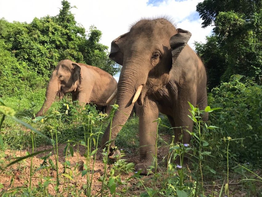 Patong Highlights: Elephant Sanctuary Tour with Transfer - Logistics and safety basics that can make or break the day