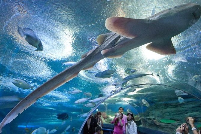 PATTAYA: Join Tour Under Water World Pattaya - Entering Underwater World Pattaya: The Tunnel “Wow” Factor