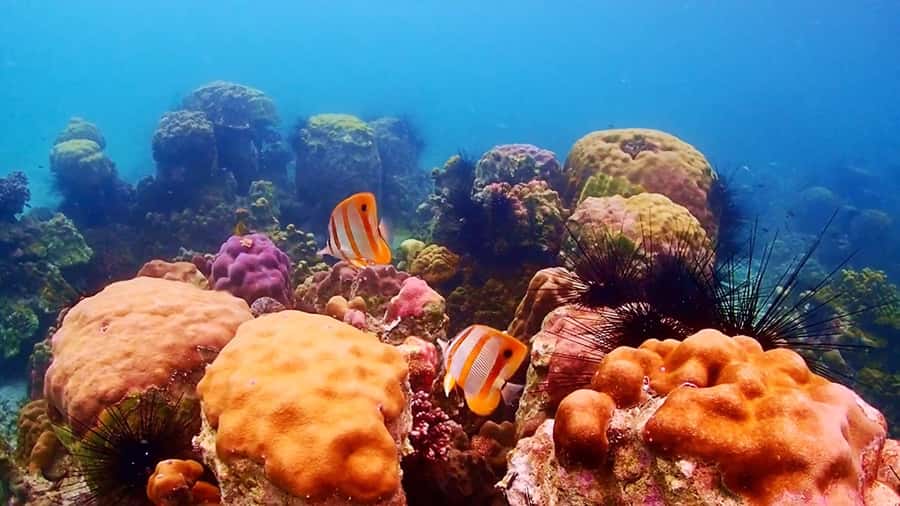 Pattaya: Nemo Island Experience with Drone Photos and Lunch - Key highlights worth knowing