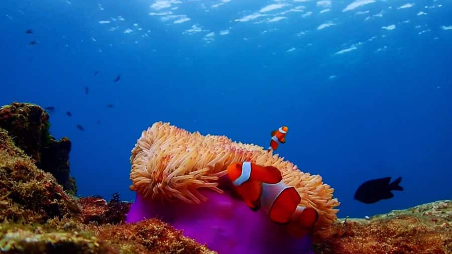 Pattaya: Nemo Island Experience with Drone Photos and Lunch - Nemo Island near Pattaya: why this feels different from a basic snorkel tour