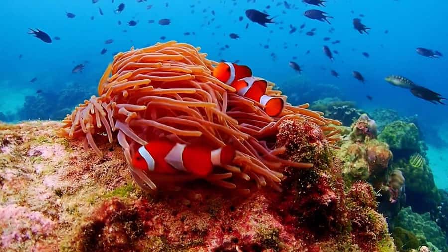 Pattaya: Nemo Island Experience with Drone Photos and Lunch - The snorkeling game plan: first 3 meters for clownfish photos, then 6 meters for coral
