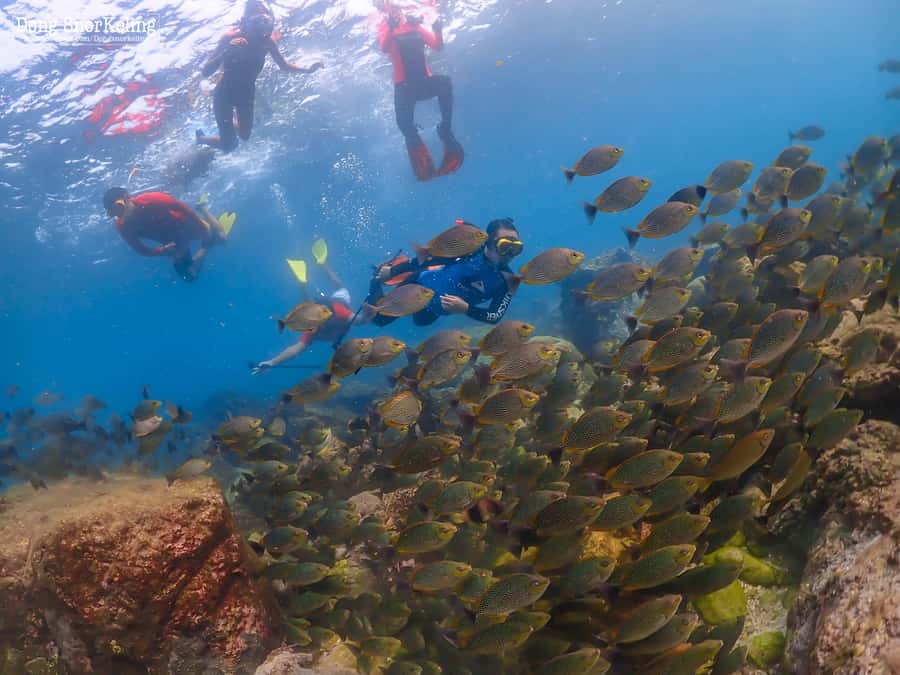 Pattaya: Nemo Island Experience with Drone Photos and Lunch - Unlimited SUP board time: the breathing space after snorkeling