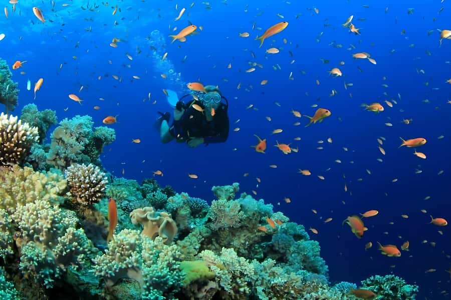Pattaya: Snorkeling or Beginner Scuba Diving Tour with lunch - Key things to know before you go
