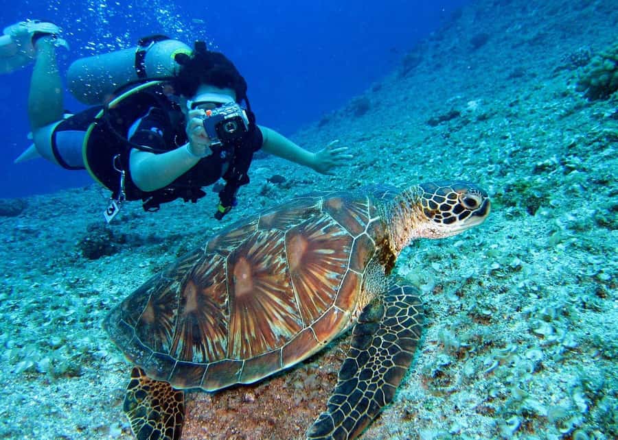 Pattaya: Snorkeling or Beginner Scuba Diving Tour with lunch - Snorkeling vs beginner scuba: choosing the right comfort level