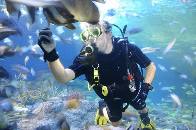 Pattaya Underwater World - Discover Ocean Treasures - Key things to know before you go