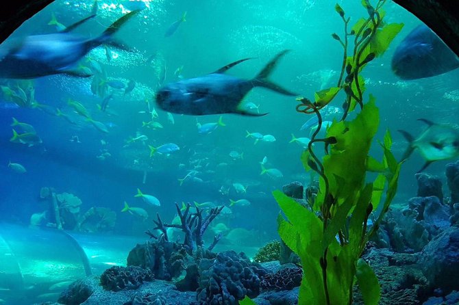 Pattaya Underwater World - Discover Ocean Treasures - Optional underwater animal experiences: when to consider the add-ons