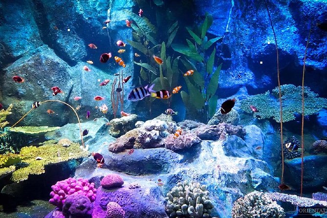 Pattaya Underwater World Tickets with Optional Hotel Pickup - Key Points Before You Go