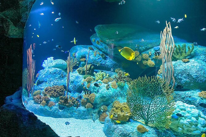 Pattaya Underwater World Tickets with Optional Hotel Pickup - Ray Pools, Koi Feeding, and the Tanks That Move Fast