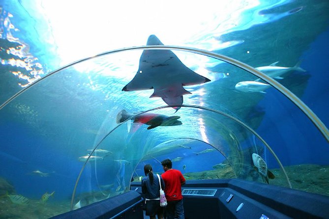 Pattaya Underwater World Tickets with Optional Hotel Pickup - Hotel Pickup That Keeps Your Day From Spiraling