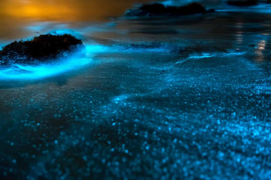 Phi Phi & 4 Islands Sunset tour + Bioluminescent Planktons - Pileh Lagoon and Viking Cave: the fast swims that add adventure