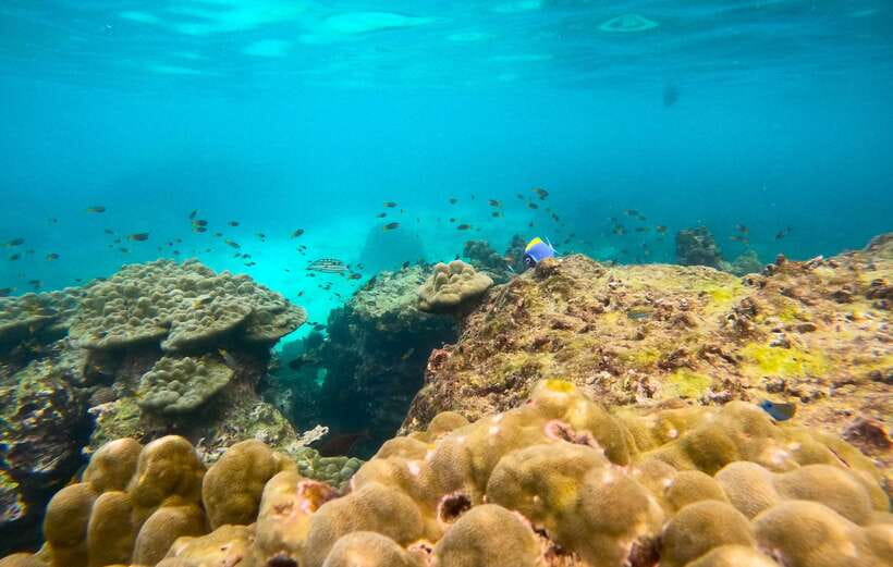 Phi Phi: Half-Day Tour with Maya Bay, Pileh Lagoon & Snorkel - Viking Cave photo stop: close enough for iconic shots