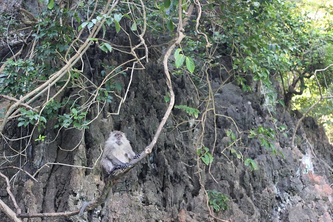 Phi Phi Islands Day Tour Bamboo and Maya Bay with Lunch By Speedboat - Monkey Beach Rules: Wild Animals, From the Speedboat