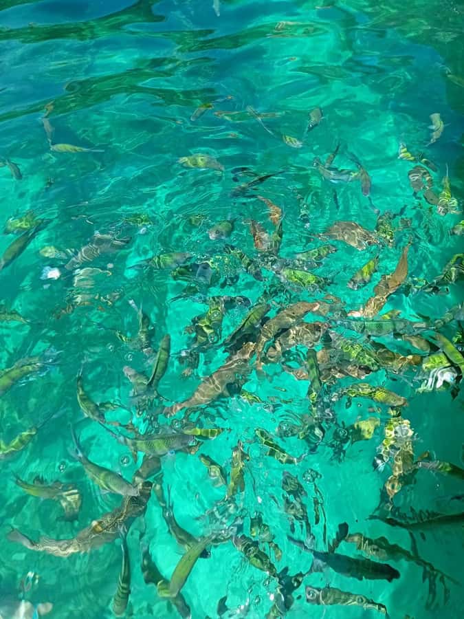 Phi Phi Islands: Private Longtail Boat 6-hour Trip - Maya Bay: world-famous sand time with a useful timing advantage (about 1 hour)