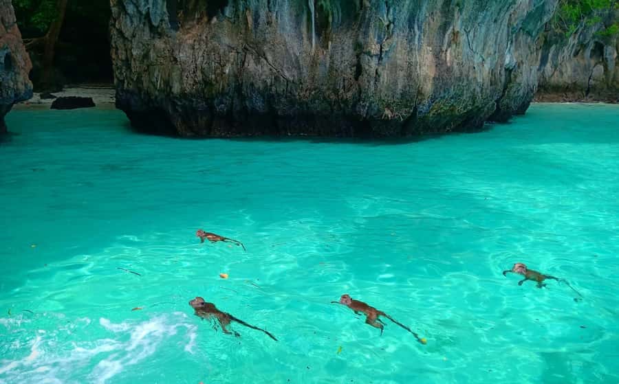 Phi Phi: Sunrise & Beat The Crowds to Maya Bay by Speedboat - Monkey Bay macaques: crab-eating friends, and how to stay respectful
