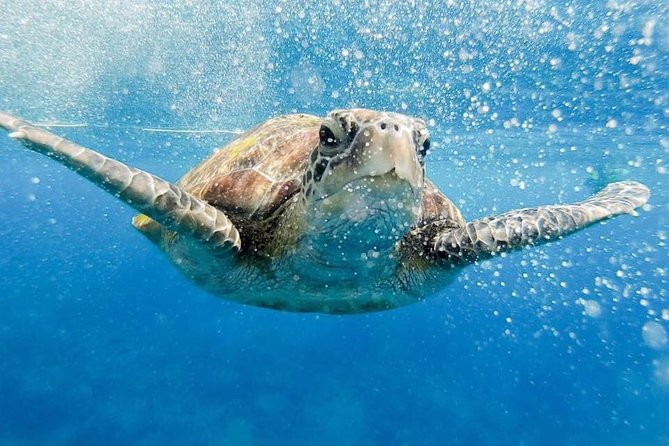 Phi Phi Tour from Krabi , Semi-Private Tour only 12 Guests - Key things to know before you go