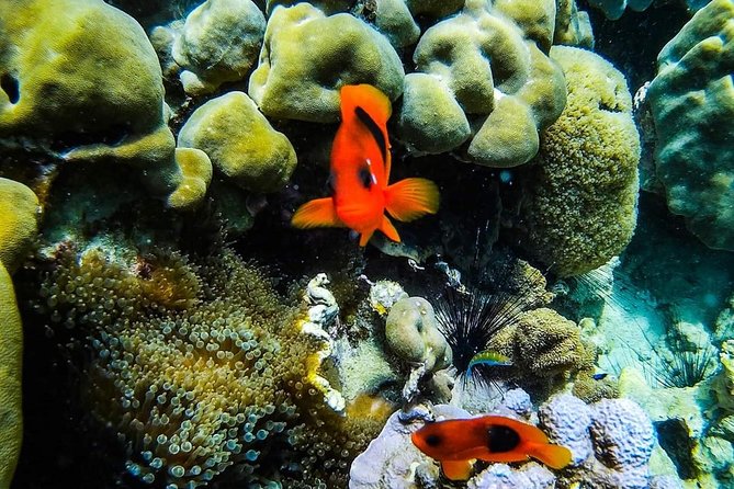 Phi Phi Tour from Krabi , Semi-Private Tour only 12 Guests - Snorkeling on Phi Phi: what the included gear really means