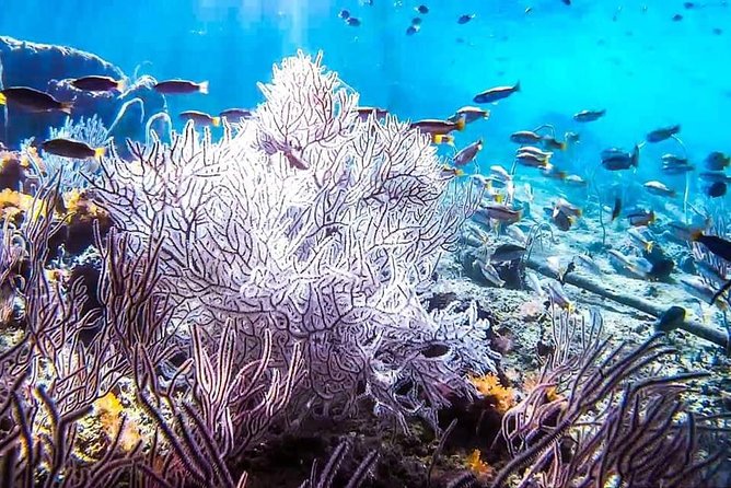 Phi Phi Tour from Krabi , Semi-Private Tour only 12 Guests - Price and value: what $97.79 covers, and what to budget for