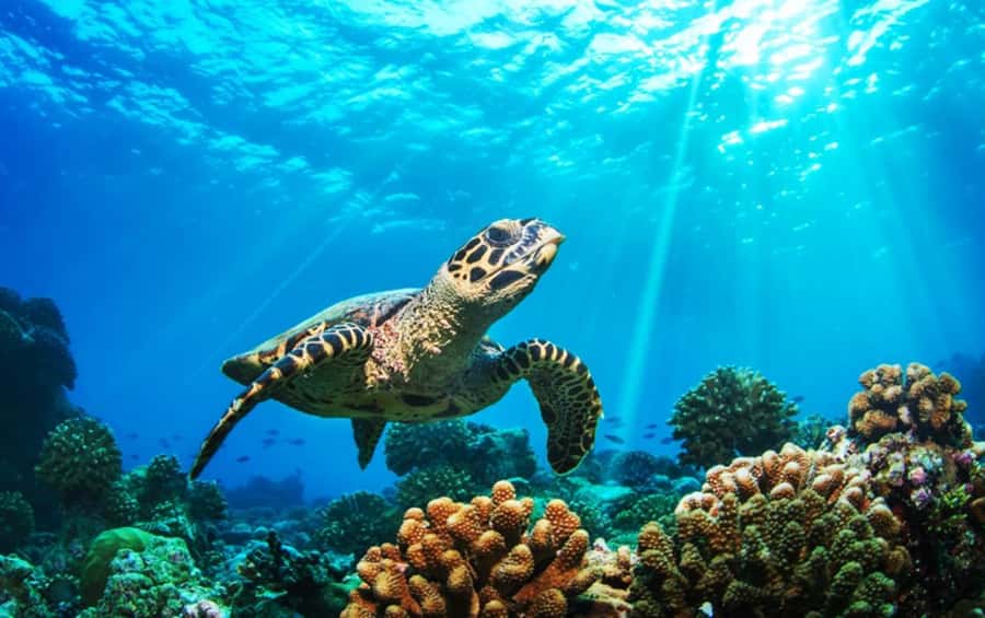 Phuket: 2 Days Itinerary Similan & James Bond Islands Tour - FAQ