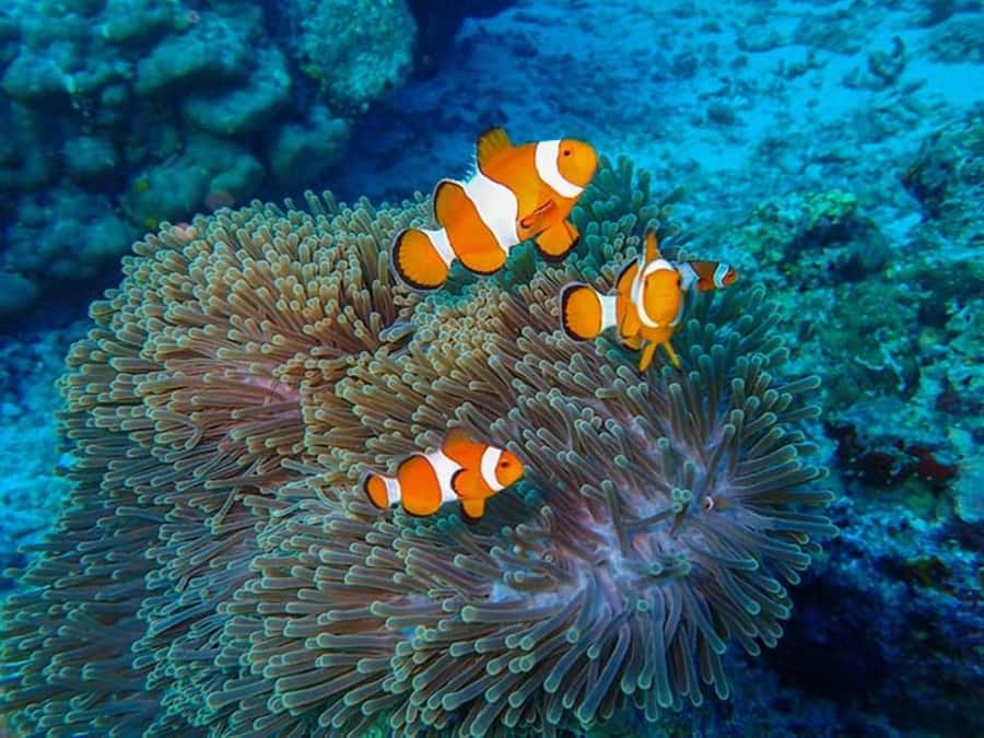 Phuket: 2 Days Itinerary Similan & James Bond Islands Tour - Timing, Transfers, and How to Stay Comfortable All Day