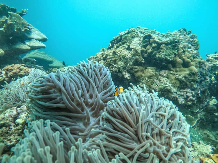 Phuket: 2 Days Itinerary Similan & James Bond Islands Tour - Should You Book This Phuket 2-Day Similan & James Bond Islands Tour?