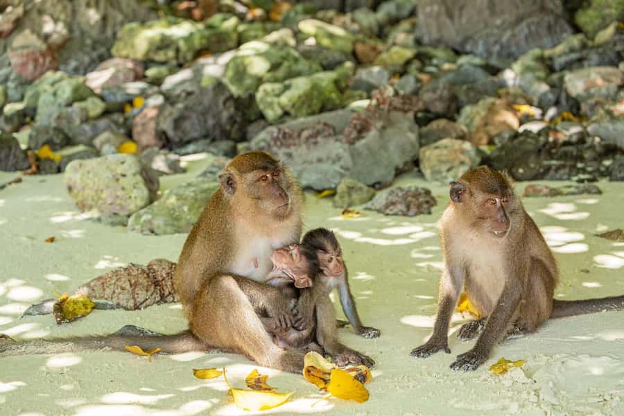 Phuket: Bamboo Island and Phi Phi Islands by Fast Catamaran - Key highlights worth getting excited about