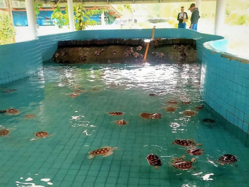 Phuket: Bamboo Rafting, Monkey Cave, and ATV Option - Sea Turtle Conservation Center: seeing rehab work, not souvenirs