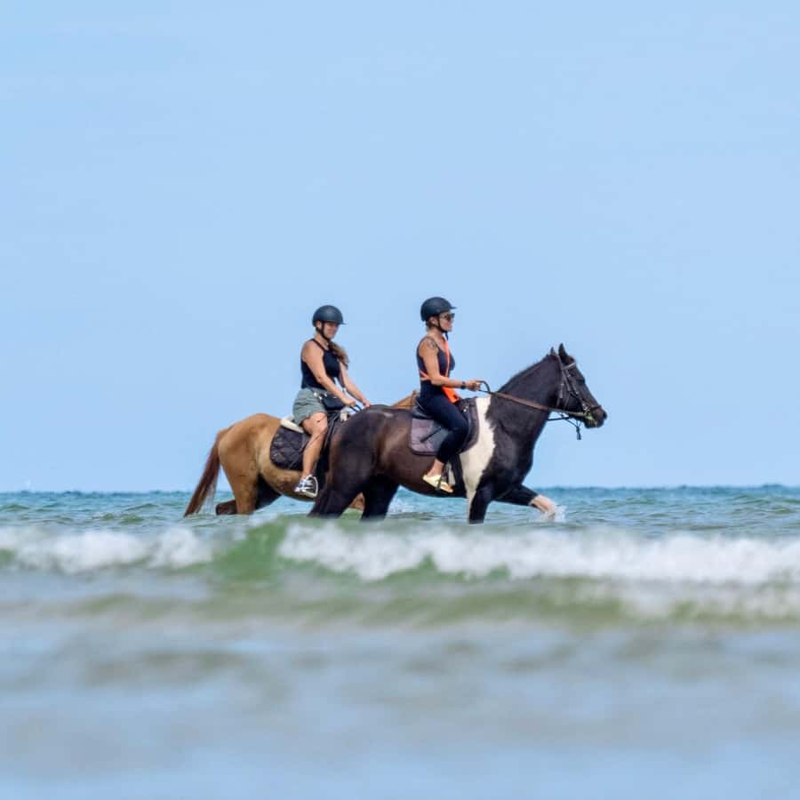 Phuket Beach Horseback Adventure - The Horses and the Guide: Why It Feels Well Put Together