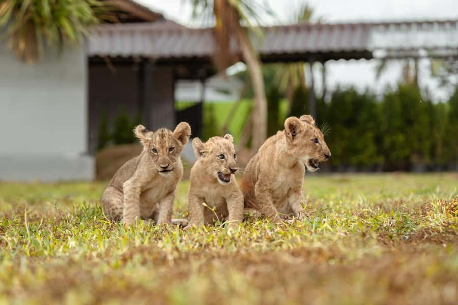 Phuket Big Buddha city tour + Lion Land with tour guide(ENG) - Should You Book This Phuket Big Buddha Plus Lion Land Tour?