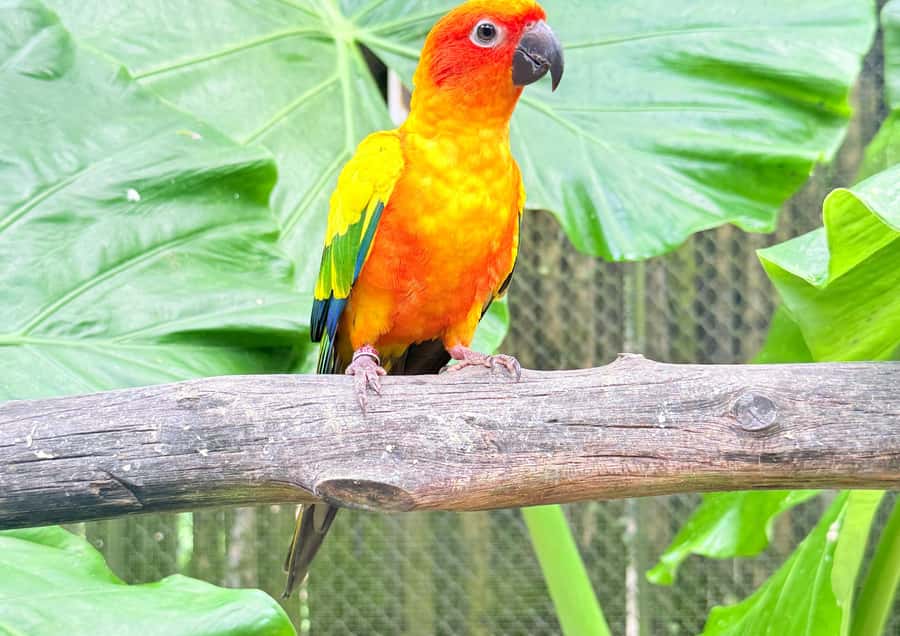 Phuket: Bird Park, Elephant Feeding, ATV Ride & City Tour - Chalong Temple: the calm reset you need after animals and ATV