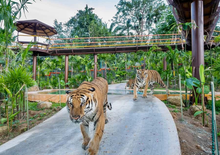 Phuket: Bird Park, Elephant Feeding, ATV Ride & City Tour - Bird Park, Chalong, and ATV in one sweep: why this day works