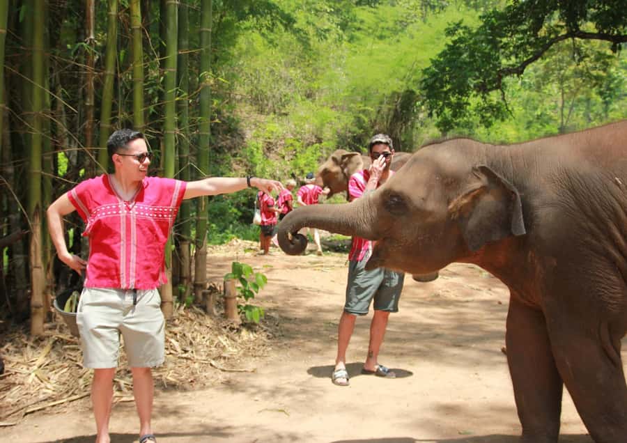 Phuket: Bird Park, Elephant Feeding, ATV Ride & City Tour - Kerchor Elephant Family Phuket: what to expect, and what to verify