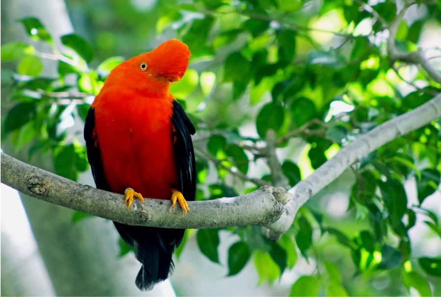 Phuket: Bird Park, Elephant Feeding, ATV Ride & City Tour - Phuket Bird Park Forest: close feeding and nonstop photo time