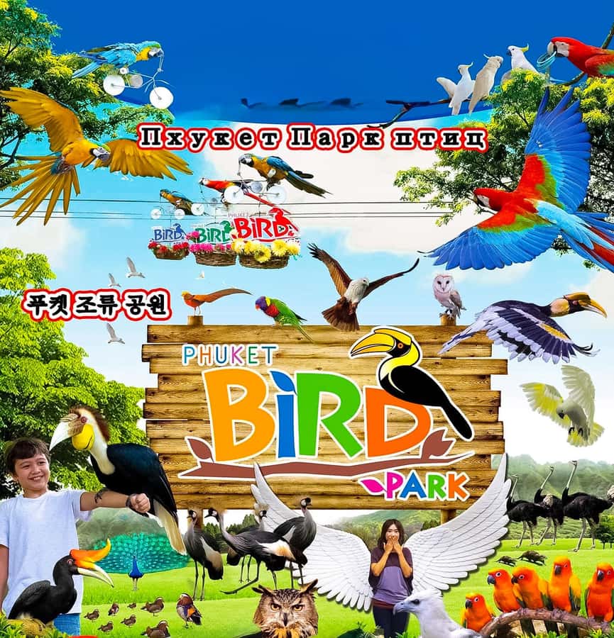 Phuket: Bird Park, Elephant Feeding, ATV Ride & City Tour - Getting from stop to stop: pickup timing and Phuket traffic reality