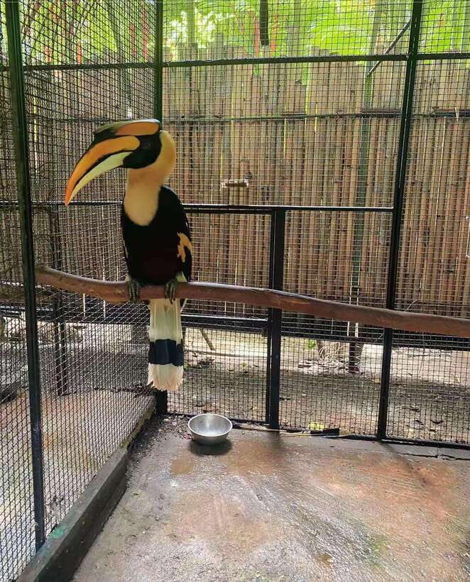Phuket: Bird Park Entry Ticket - Ethical note: how to decide if this bird park is right for you