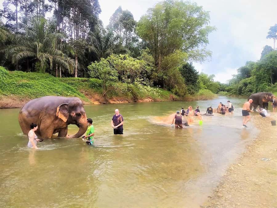 Phuket: Cheow Lan Lake Overnight with Elephant Day Care - Day 2 bird watching by self-paddle kayak: slow, quiet, and worth it