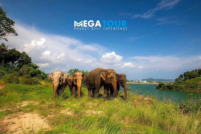 Phuket City Tour & Elephant Sanctuary – Town, Temple, Food & View - From A-Pong pancake to colorful shophouses in Old Phuket Town