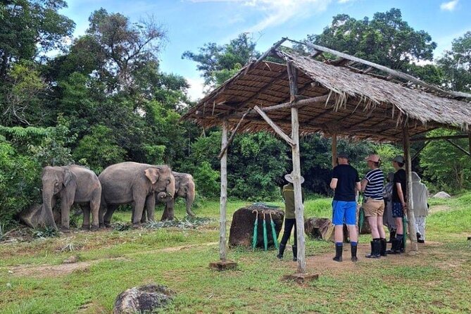 Phuket City Tour & Elephant Sanctuary – Town, Temple, Food & View - Price and value: is $81.47 worth it?