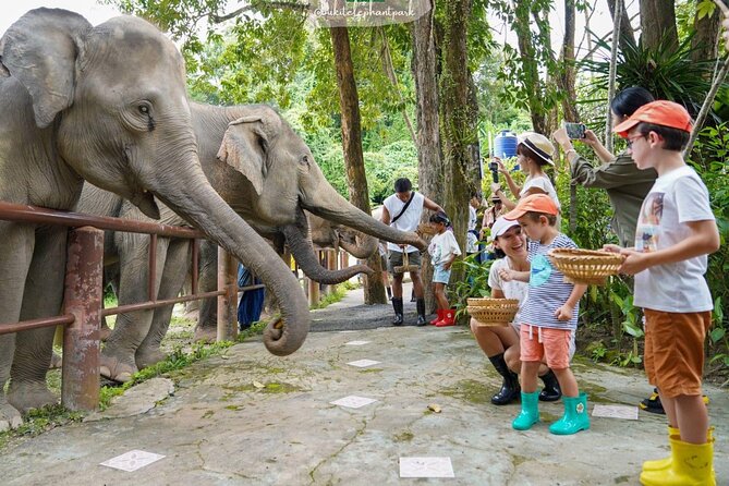 Phuket City Tour & Elephant Sanctuary – Town, Temple, Food & View - Mee Ton Poe lunch and Phuket food strategy: eat early, then snack