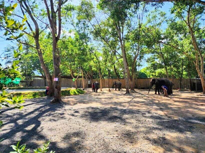 Phuket City Tour with Viewpoints, Temples & Elephant Feeding - Wat Chalong + a cashew factory: culture and snacks, without the long lectures