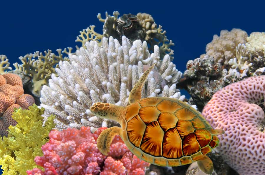 Phuket: Coral Island Longtail Boat Cruise with Snorkeling - The longtail boat ride: short, scenic, and not too heavy on your stomach