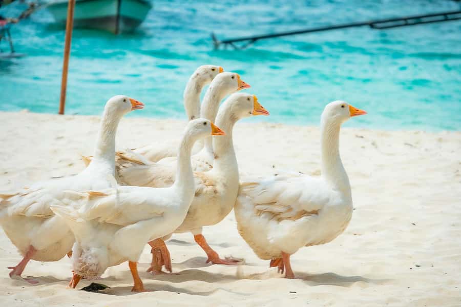 Phuket: Coral, Racha, Promthep Island Catamaran Trip & Lunch - Key Things To Know Before You Go
