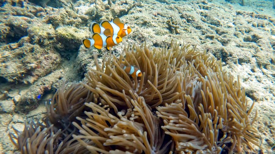 Phuket: Coral Reef Scuba Diving Experience at G Beach Club - Key things that make this Phuket reef experience worth your time