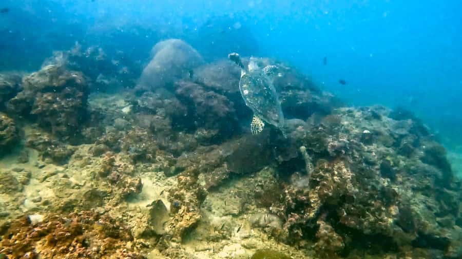 Phuket: Coral Reef Scuba Diving Experience at G Beach Club - Phuket reef time starts at G Beach Club’s sand