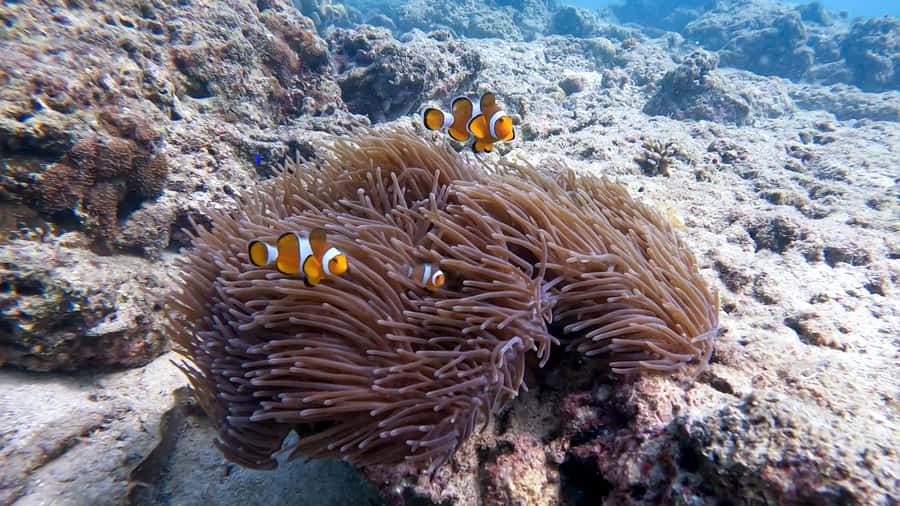 Phuket: Coral Reef Scuba Diving Experience at G Beach Club - Meet the team: Daniele, Maria, and Andrea set the tone