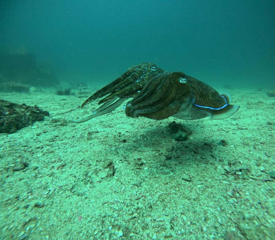 Phuket: Coral Reef Scuba Diving Experience at G Beach Club - Night sessions, kids programs, and training options