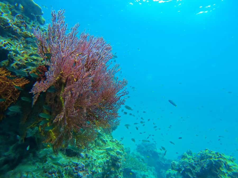Phuket: Deluxe Phi Phi Tour by Speedboat & Lunch Buffet - Monkey Beach at Yong Kasem: short stop, strong scenery