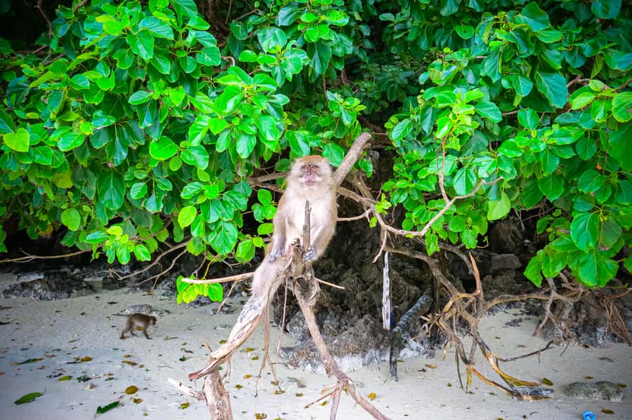 Phuket: Deluxe Phi Phi Tour by Speedboat & Lunch Buffet - Pileh Lagoon: swim inside the cliff scenery