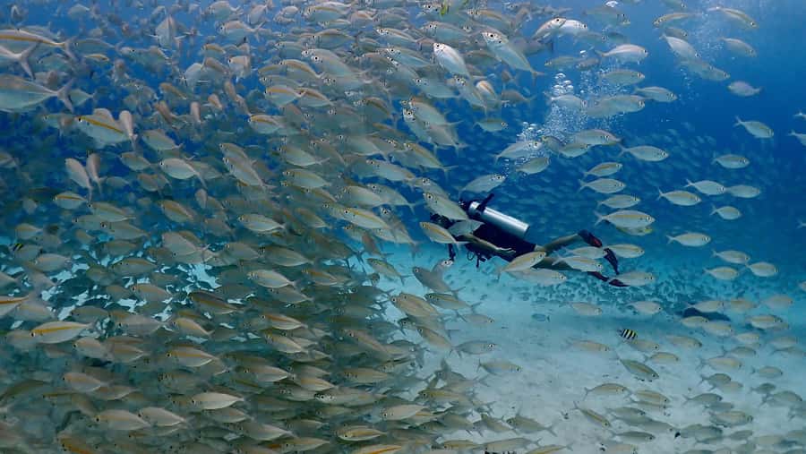 Phuket: Discover Scuba Diving to Racha Yai Island - Key highlights that matter on this Racha Yai try-scuba day